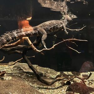 Meet your Posher, Spencer